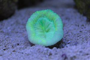 Folded Brain Coral