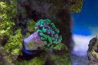 Green Hammer Coral Thumbnail