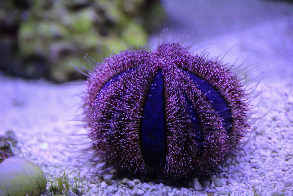 Blue Tuxedo Urchin