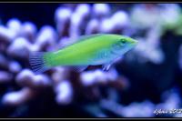 Green Wrasse Thumbnail