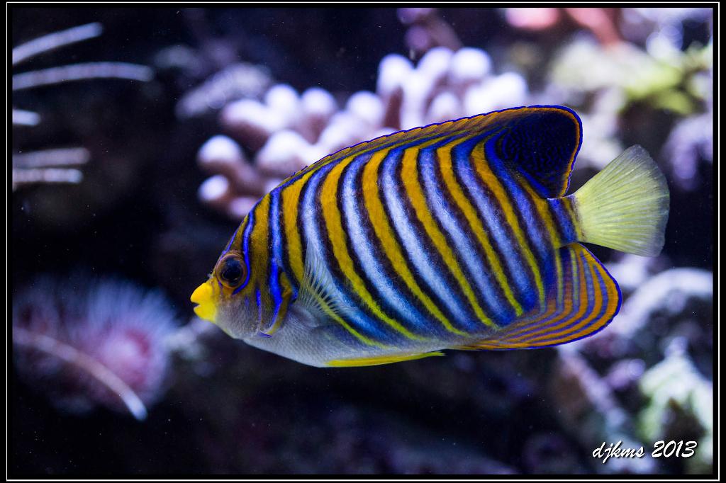 Regal Angelfish / Pygoplites diacanthus 62