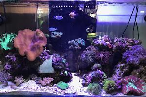 Dave's Reef Tank Thumbnail