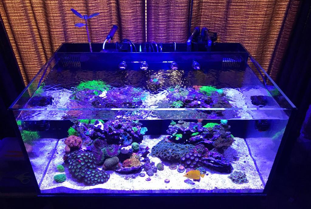 Fathom 60g Reef on October 4, 2017