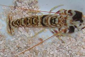 Tiger Pistol Shrimp Thumbnail