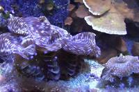 ORA Maxima x Squamosa Clam Thumbnail