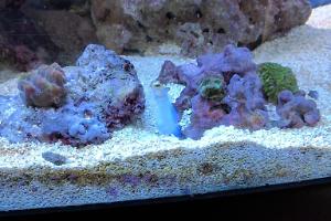 Yellowhead Jawfish