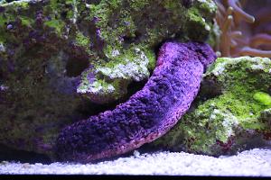 I've got a turd (Sea Cucumber) in my tank!