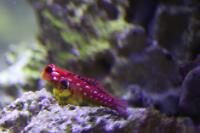 Meet Lucifer the elusive the Ruby Red Dragonet Goby