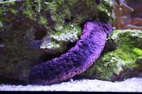 Edible Sea Cucumber Thumbnail