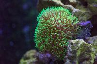 Green Star Polyp Thumbnail