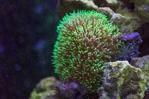 Green Star Polyp