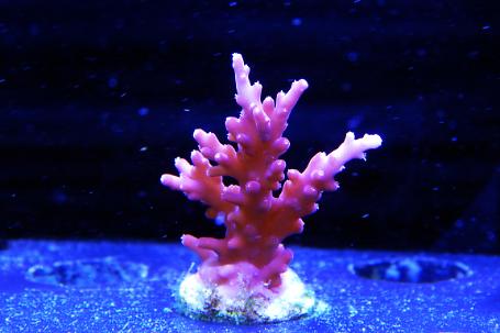 Tyree Red Dragon Acropora Thumbnail