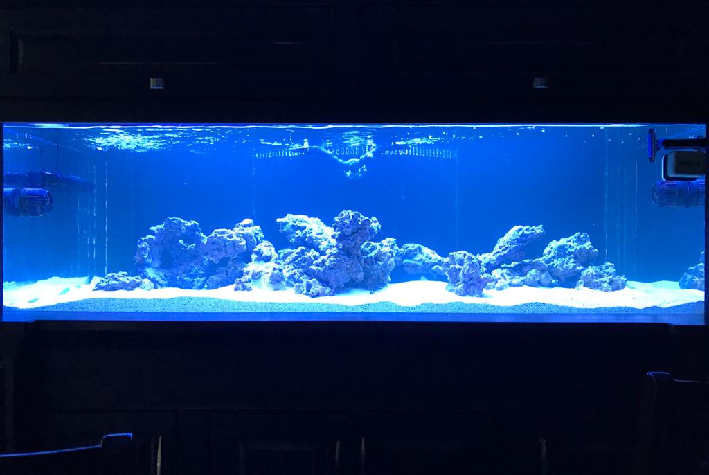 My Aquarium on Oct 9, 2017