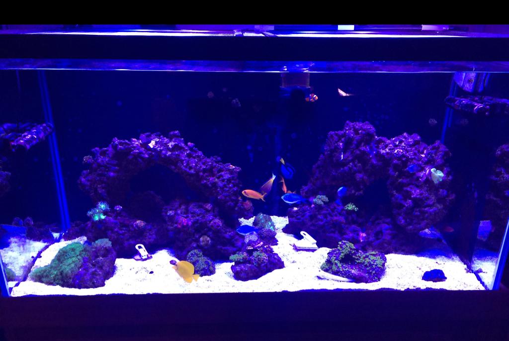 Henwood Family Farms - Reef Tank on Oct 13, 2017