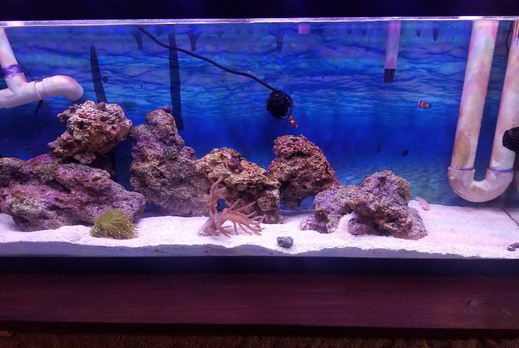 My Aquarium on October 13, 2017