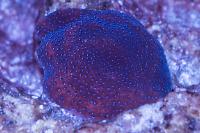 Montipora sp Thumbnail