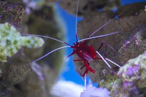 Blood Red Fire Shrimp