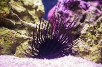 Purple Tube Anemone Thumbnail