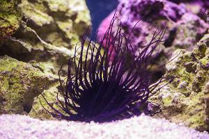 Purple Tube Anemone Thumbnail