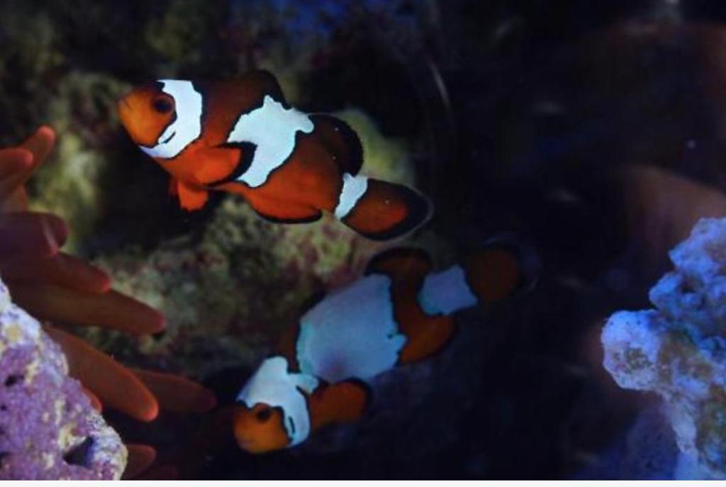 Banggai breeding paradise on October 19, 2017