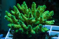 Humilis Acropora Coral Green Thumbnail