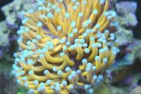 Gold Torch Coral Thumbnail