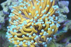 Gold Torch Coral