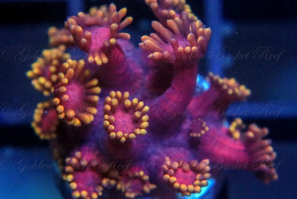 Flower Pot Coral Golden Pink