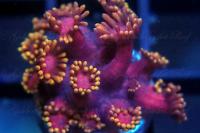 Flower Pot Coral Golden Pink Thumbnail