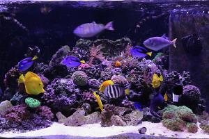 150G Mixed Reef Thumbnail