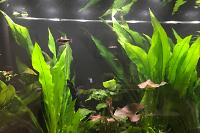 My Aquarium on Oct 22, 2017