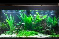 My Aquarium on Oct 22, 2017