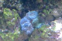 Green Mushroom Coral Thumbnail