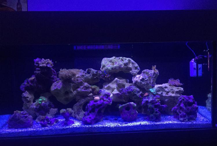 My Aquarium on Oct 22, 2017