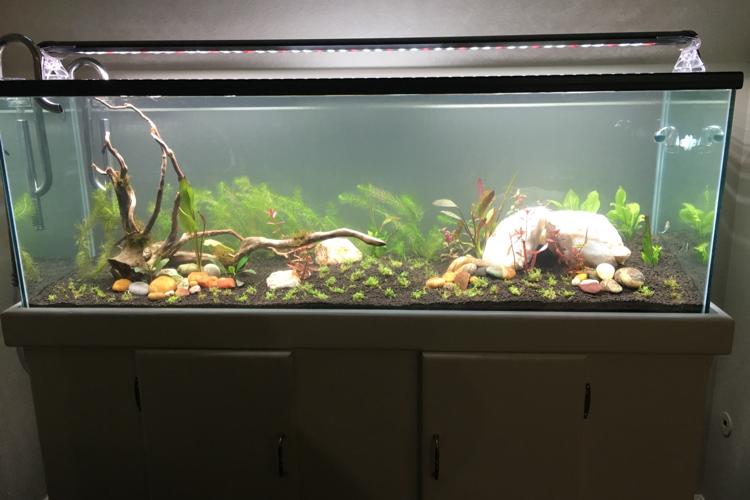 Planted Tank Thumbnail