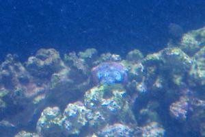 Blue Zoanthid Thumbnail