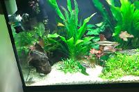 My Aquarium on Oct 26, 2017