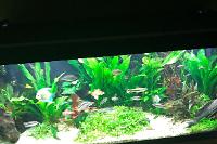 My Aquarium on Oct 26, 2017