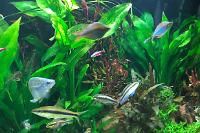 My Aquarium on Oct 26, 2017