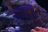 Kole Yellow Eye Tang Thumbnail