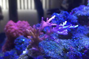 Acropora Red Dragon Thumbnail