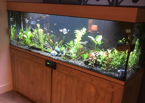 My Aquarium on Oct 27, 2017