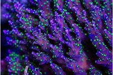 Purple Garf Bonsia Coral Thumbnail