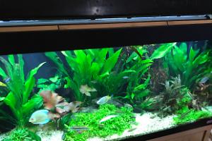 My Aquarium on Oct 28, 2017