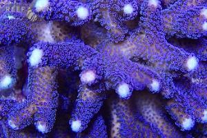 Purple Stylophora Coral White Tips Thumbnail