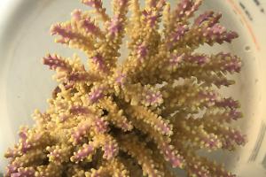 Unknown Acropora Thumbnail