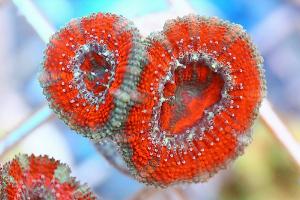 Acan Brain Coral Thumbnail