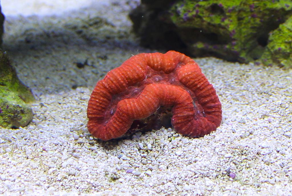 Folded Brain Coral