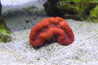 Folded Brain Coral Thumbnail