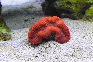 Folded Brain Coral